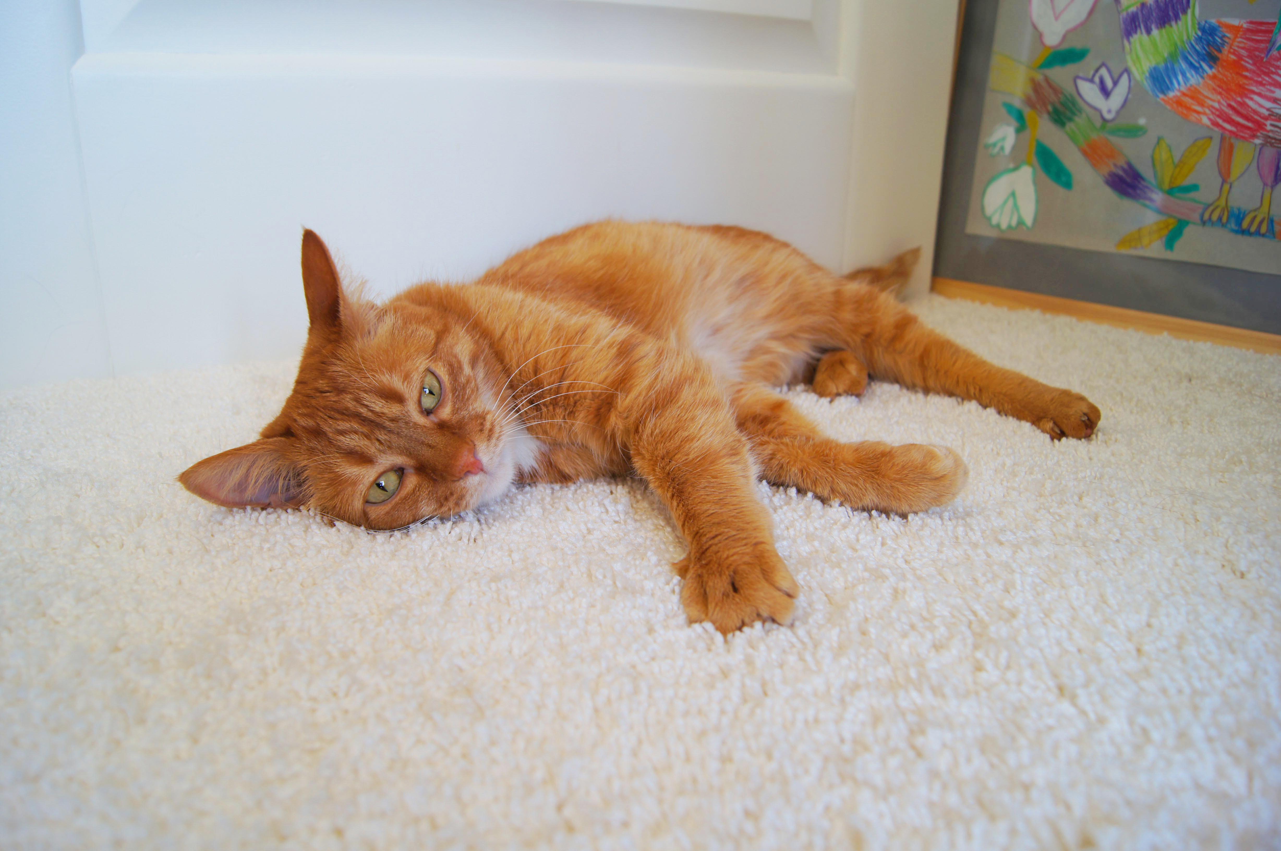 Ковролин "Зартекс" Amarena 140 бежевый (4м) — купить в Верхней Пышме